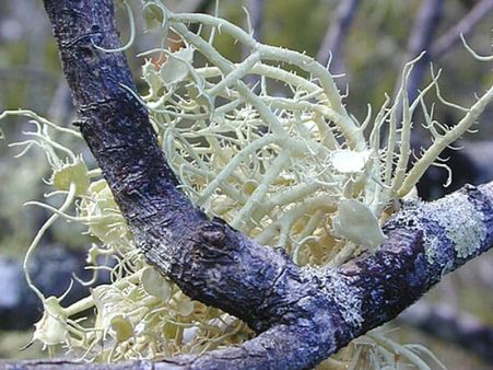 Side Effects Of Usnea