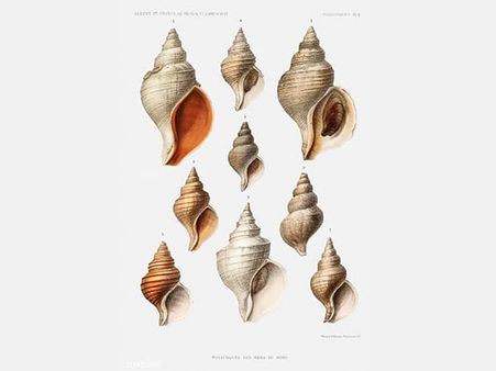 5. Shankh (Conch Shells)