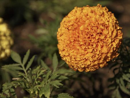 6. Erukku And Marigold Flowers