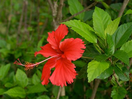 1. Hibiscus