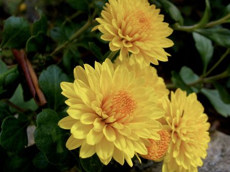 2. Shevanti (Chrysanthemums)