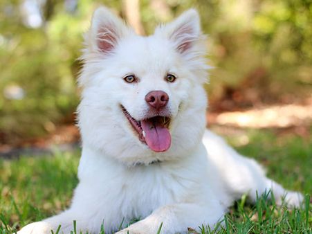 What You Can Do To Prevent A Dog Bite