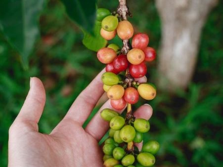 Possible Side Effects Of Coffee Fruit