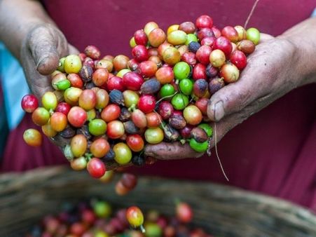 Ways To Use Coffee Fruit