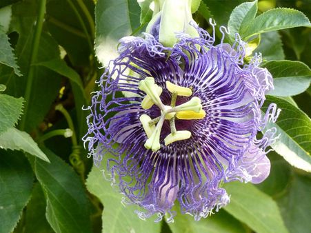 7. Krishna Kamal (Passiflora)