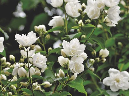 8. Mogra (Arabian Jasmine)