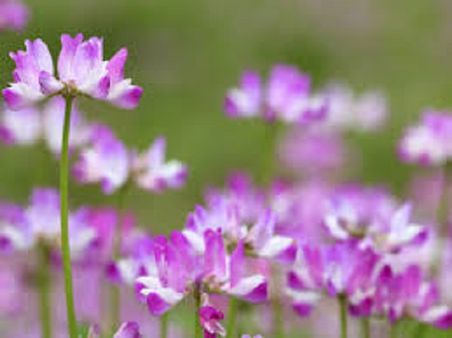 3. Astragalus 3. Astragalus