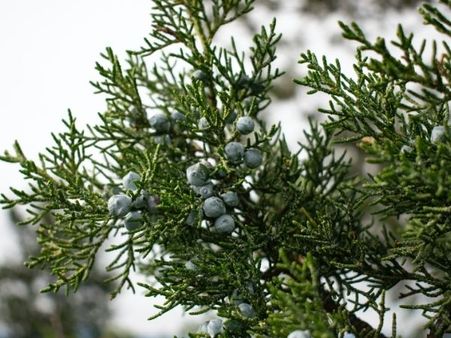 Possible Side Effects Of Juniper Berries