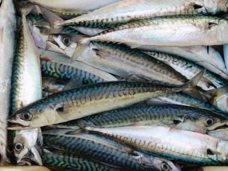 How To Choose And Store Mackerel