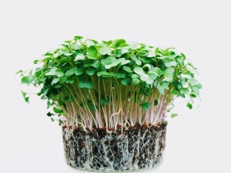 Nutritional Information Of Microgreens