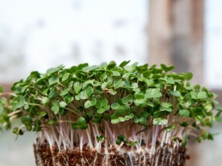 Potential Risks Of Microgreens