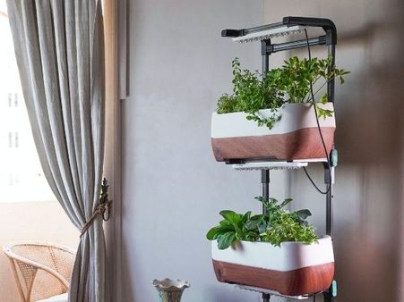 How To Grow Microgreens