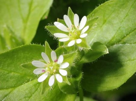 Ways To Use Chickweed