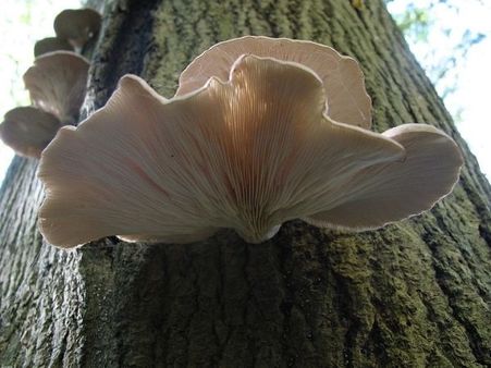 Types Of Oyster Mushrooms Types Of Oyster Mushrooms