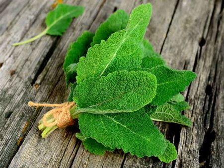 9. Sage essential oil