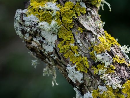 What Causes Mucormycosis?