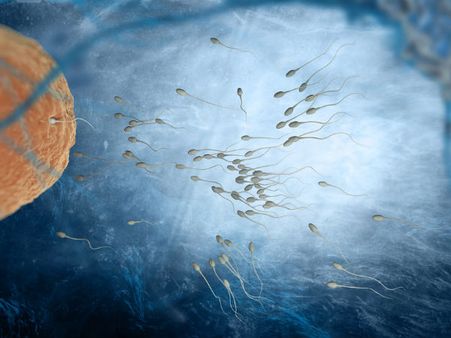 Why Superfetation Is Unlikely To Occur?