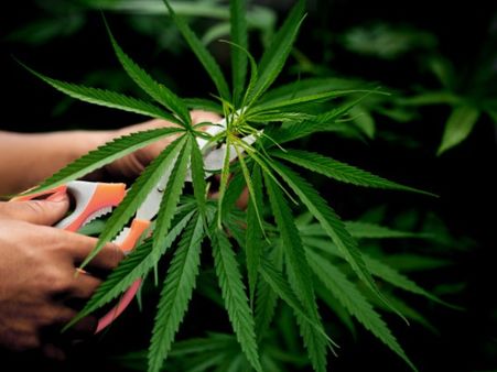 Why Does Consuming Marijuana Make You High?