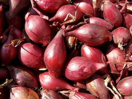 What Are Shallots? What Are Shallots?