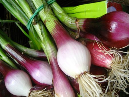 What Are Spring Onions? What Are Spring Onions?