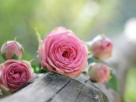 4. Pink Rose