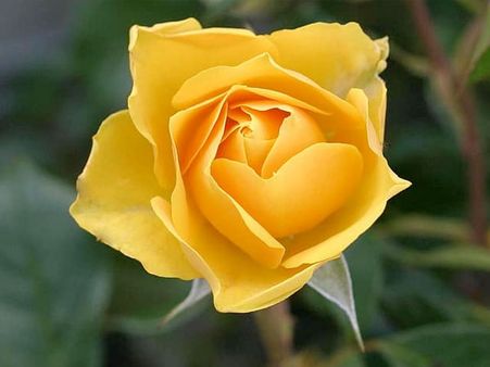 5. Yellow Rose