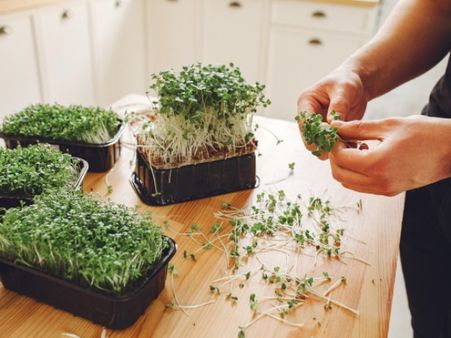 5. Microgreens