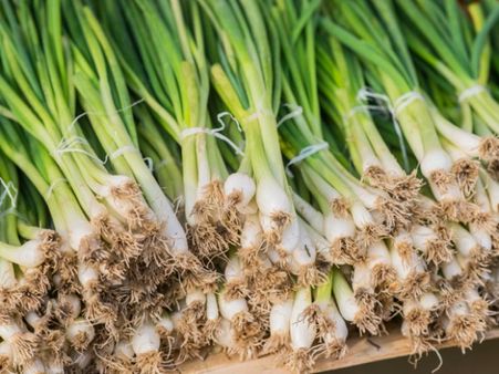 4. Scallion (Spring Onion)