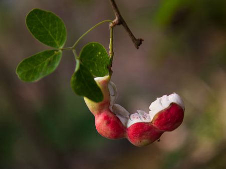 Side Effects Of Jungle Jalebi