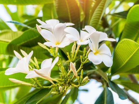 4. Infected Bael Patra