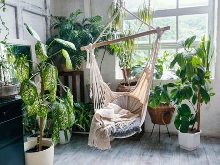 Best Air-Purifying Plants For Your Home Best Air-Purifying Plants For Your Home