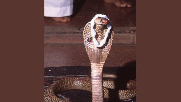 13 August 2021- Nag Panchami