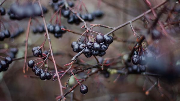 Types Of Berries With Their Health Benefits