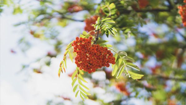 6. Cranberry (Vaccinium macrocarpon)