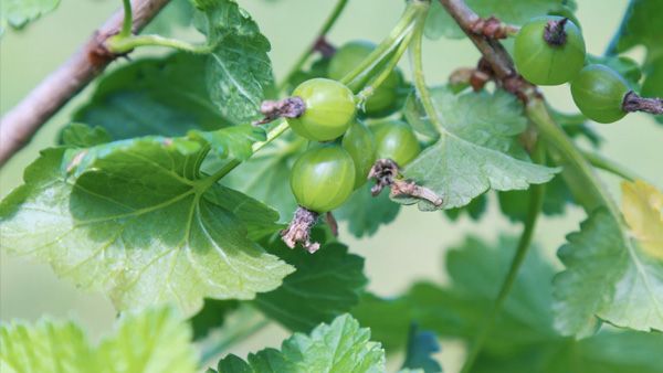 Berries Of Other Families