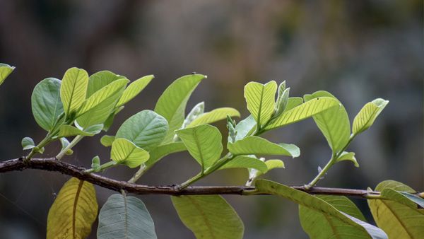 Guava Leaves And Diabetes