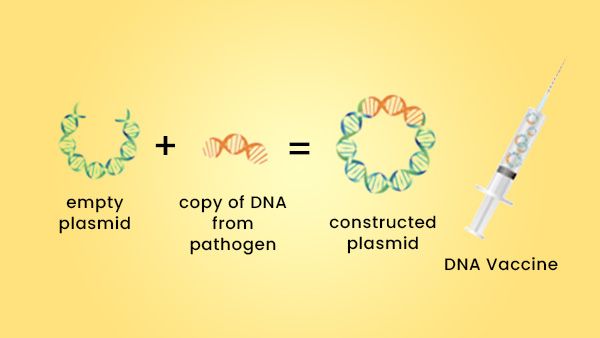 How Do DNA Vaccines Work?