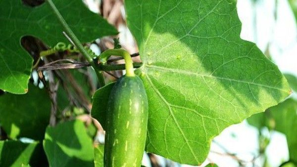 I. Monsoon Vegetables 