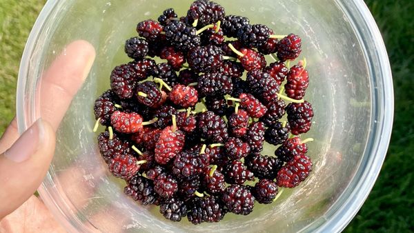 20. Mulberry (Morus alba)