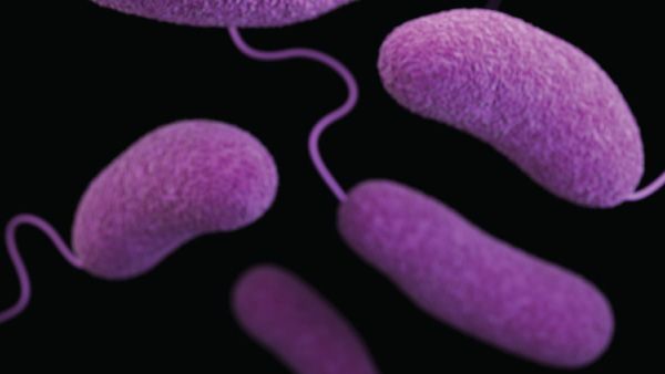 9. Has antimicrobial effects