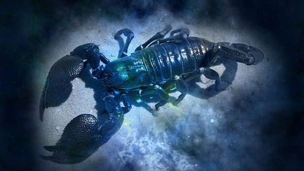 Scorpio: 23 October - 21 November Scorpio: 23 October - 21 November