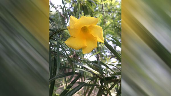 11. Kaner Flower (Yellow) 11. Kaner Flower (Yellow)