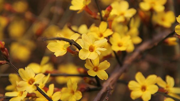 12. Mallika Flower 12. Mallika Flower