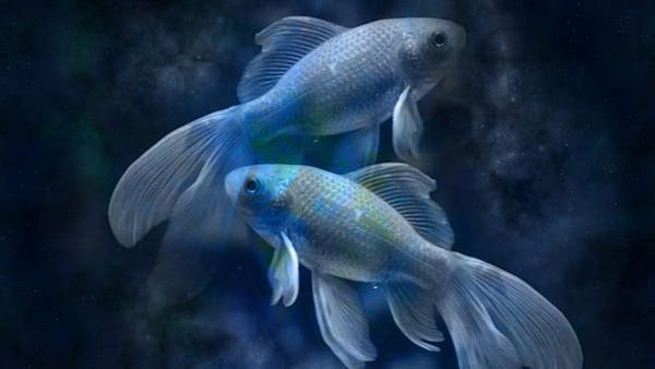Pisces: 19 February - 20 March