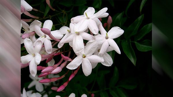 14. Juhi Flower 14. Juhi Flower