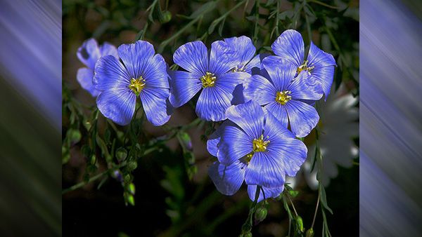 16. Alsi Flower 16. Alsi Flower