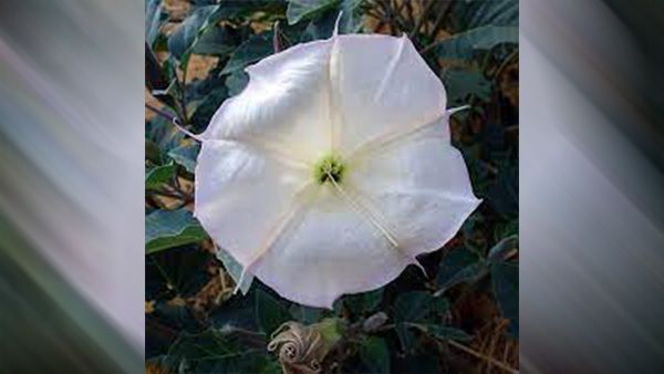 1. Datura Flower 1. Datura Flower
