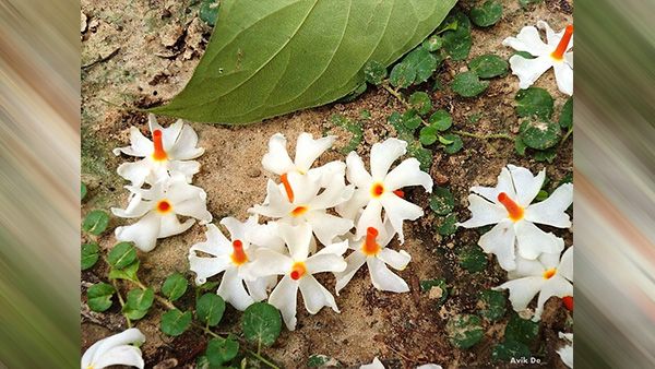 3. Parijat Flower 3. Parijat Flower