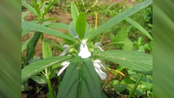 4. Thummi or Thumbai Flowers 4. Thummi or Thumbai Flowers