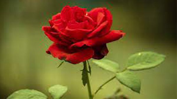 5. Rose Flower 5. Rose Flower